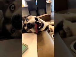 Huskies are pro at saying NO🤣 The Most Dramatic Huskies | Normal dogs vs Huskies 🤣 #husky #shorts