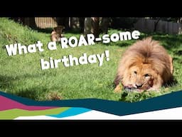 Happy 12th Birthday to our Lions!