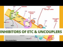 Inhibitors of ETC and uncouplers of Oxidative phosphorylation |CSIR NET| ICMR| TIFR| DBT BET