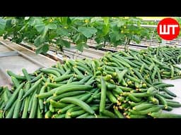 How Millions of Cucumbers Grow & Harvest in Greenhouse 🥒| Modern Agriculture Technology