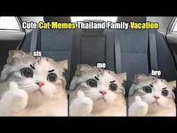 Cute Cat Memes Thailand Family Vacation