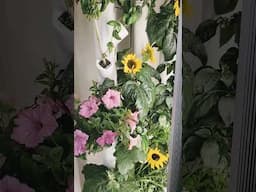 Grow Sunflowers indoor