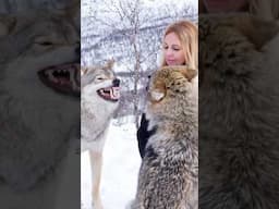 WOLFGIRL - WOLF FIGHT -Real Sound Effects from Norway -  #wolfgirl #wolf #wolves #wolfhowling