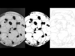 Skeletonization process for the analysis of Slime Mold growth over 24 hours (Physarum)