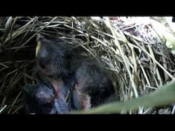 Bird Watch - Watch newly hatched bird in the nest g