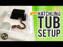 Setting up a Hatchling Snake Enclosure/Tub - Cookies Critters - 2021