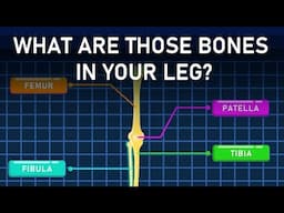 Meet Your Leg Bones!