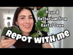 Hoya & Anthurium Repot!! 🌿 plants from Kartel Daun 🖤✨️