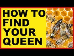 Beekeeping | How To Find Your Queen Faster & Easier