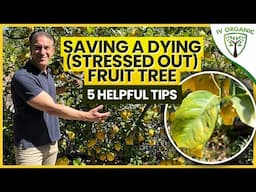 Saving A Dying (STRESSED OUT) Fruit Tree |  5 Fruit Tree Care Tips