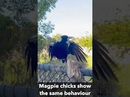 Funny Magpie Call & Behaviour