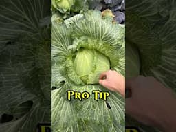 Grow The Sweetest Cabbages #gardening #garden #cabbage