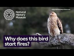 Why would a bird start a fire? | Surprising Science