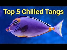 Prestige Reef's Top 5 Peaceful (ish) Tangs | The Prestige Reef Dork Show Ep 68