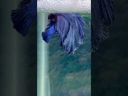 betta fish breeding🤍 Babies final colour