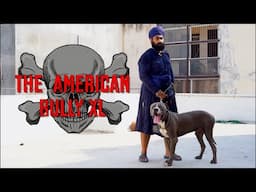 THE American Bully XL 101! EVERYTHING YOU NEED TO KNOW About the Breed | #2024