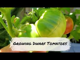 Growing Dwarf Tomatoes For Compact/Urban Gardens | Purple Reign Tomato