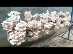 [Gardening at home] Mushrooms are easy to grow and harvest every day