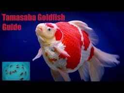 Tamasaba or Sabao Goldfish Guide