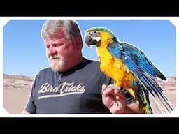 Parrot Free Flight Journey | Jazz the Harligold Macaw