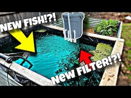 New Fish for Backyard Pond (DIY Pond Filter)