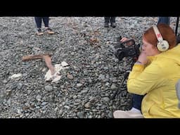 Blobs on the beach!  It’s a short film inspired by the weird, white substance found in N.L.