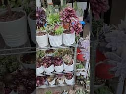 A few of my Aeonium collection | bikolanahardinera #shortvideo #succulent #aeonium