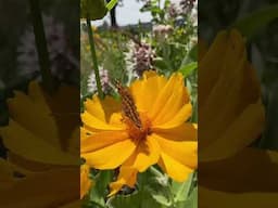 Flower garden pollinators