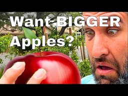 The Secret to Growing Huge, Juicy Apples - Simple Thinning Technique Explained!