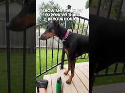 Cha Ching$ #dog #funny #puppy #doberman #dobermanpinschers #dobermanpuppy #dogsfunny