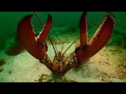 WOW 😮🦞 RESURRECTION THE LOBSTER EXAMPLE & RAPTURE & WHY THIS HAPPENS BEFORE THE TRIBULATION