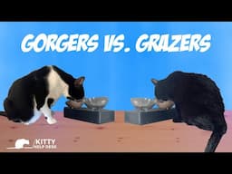 Gorgers VS. Grazers - Making Sure Each Cat Gets Their Food