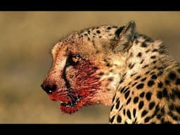 Africa Wildlife  - Wild Animals in Africa Documentary | Predators (2018)