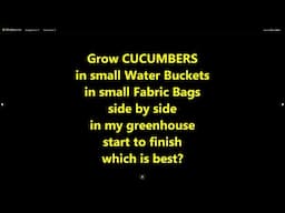 Grow Cucumbers in small Water Buckets & small Fabric Bags side by side in my garden. which is best