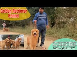 The Beautiful Golden Retriever Dogs 😍😱 | Punjab