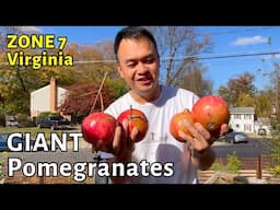 Growing giant Pomegranates Salavatski in Northern Virginia zone 7.