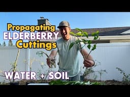 Ultimate Guide to Propagating Elderberry Cuttings: Step-by-Step Tips for Success