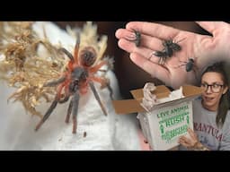 Tarantula UNBOXES HERSELF!.. GOTH Beetles + RARE Lava Spider is INSANELY Adorable