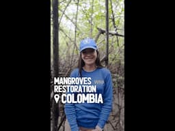 🌿 What do you know about mangroves?