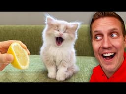 Worlds Funniest Cat Fails