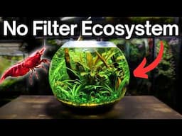 Creating an Underwater Ecosystem Inside a Glass Bowl!