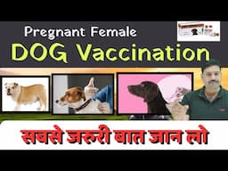 सबसे जरुरी बात 👉🏽 Pregnant Female Dog Vaccination