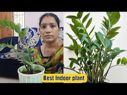 🌿🌿ZZ Plant _How to grow and maintain / Best Indoor plant