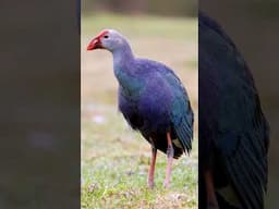 What is the swamphen saying? #animals #wildlife #shorts