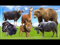 Facts about Farm Animals - Buffalo, Camel, Bear, Pheasant, Lion - Animal Sound