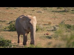 The Genetics of Tusklessness | HHMI BioInteractive Video