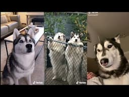 Husky on Tiktok | Tiktok Compilation