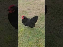 The Running of the Chickens