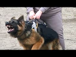 Developing a strong grip in a young German Shepherd. #REXZONE Training service dogs. Odessa