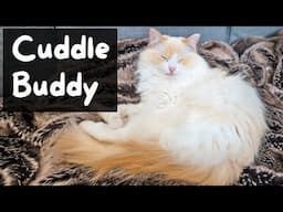 Why do Cats want to Sleep with You (Your Cuddle Buddy) | The Cat Butler